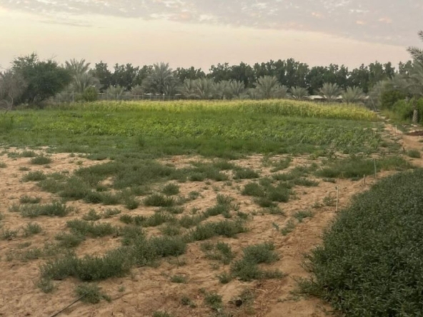 VIP Farm In Al Ajban For SALE | 500 x 500 SQFT – UAEMCSP-16022